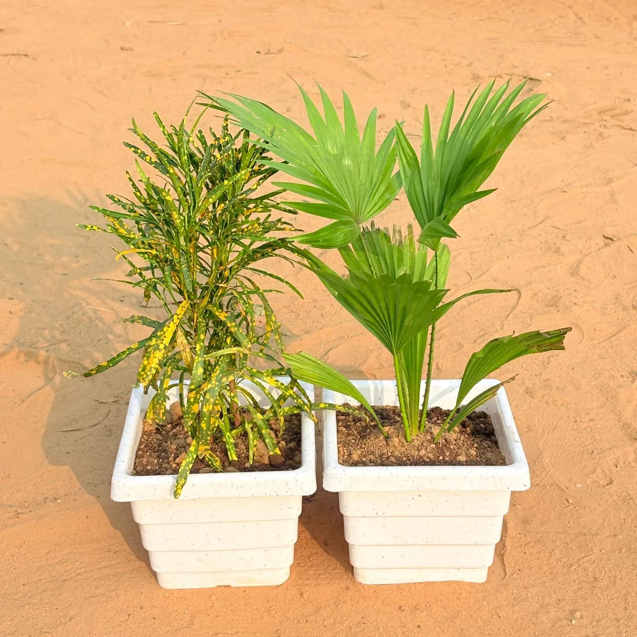 Set of 2 - Chironji Croton & China / Fan Palm in 6 Inch White Marble Premium Orchid Square Plastic Pot