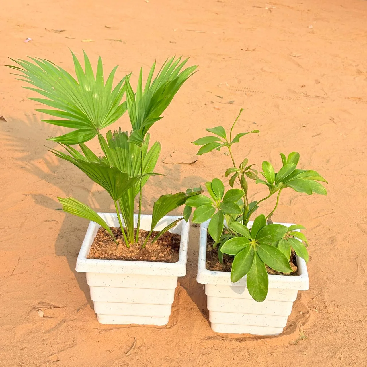 Set of 2 - China / Fan Palm & Schefflera Green in 6 Inch White Marble Premium Orchid Square Plastic Pot