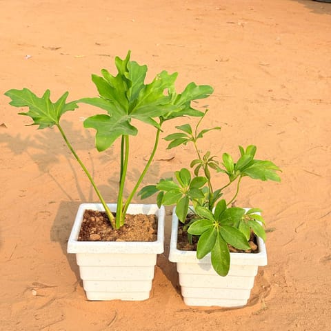 Set of 2 - Philodendron Selloum & Schefflera Green in 6 Inch Live Plant White Marble Premium Orchid Square Plastic Pot