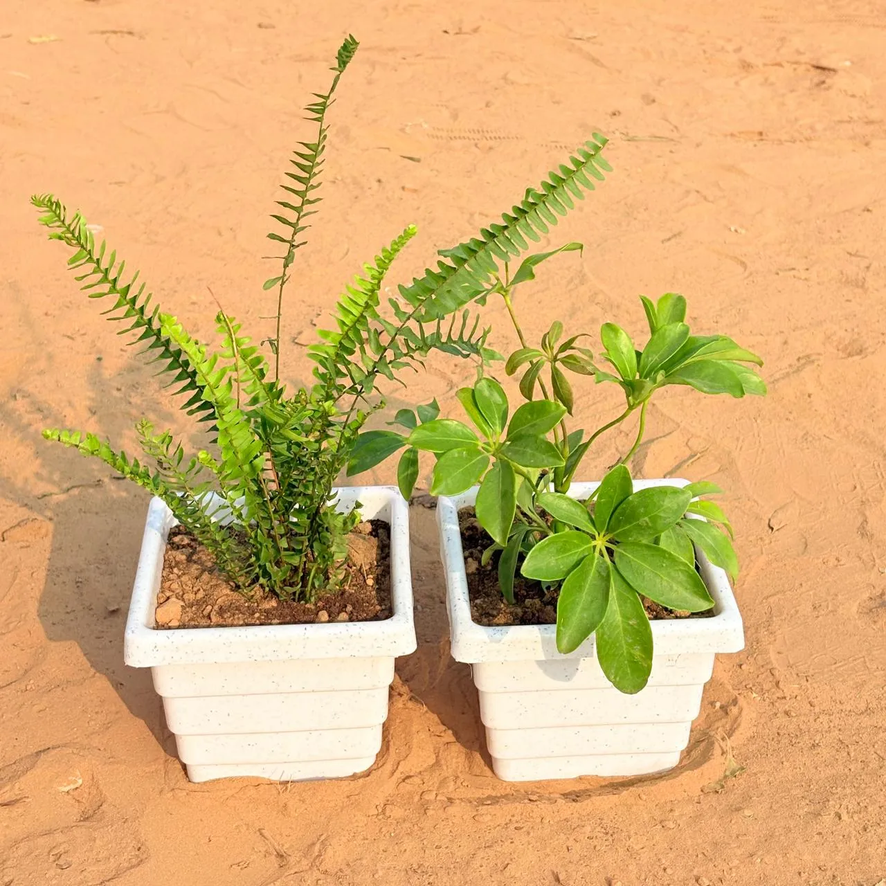 Set of 2 - Fern Green & Schefflera Green in 6 Inch White Marble Premium Orchid Square Plastic Pot