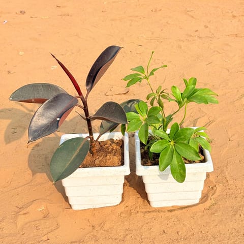 Set of 2 - Rubber Black & Schefflera Green in 6 Inch Live Plant White Marble Premium Orchid Square Plastic Pot