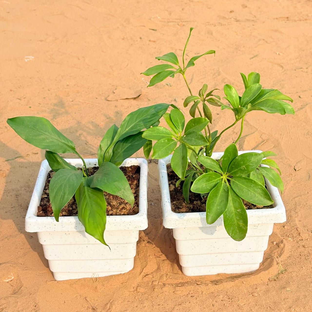 Set of 2 - Peace Lily & Schefflera Green in 6 Inch White Marble Premium Orchid Square Plastic Pot