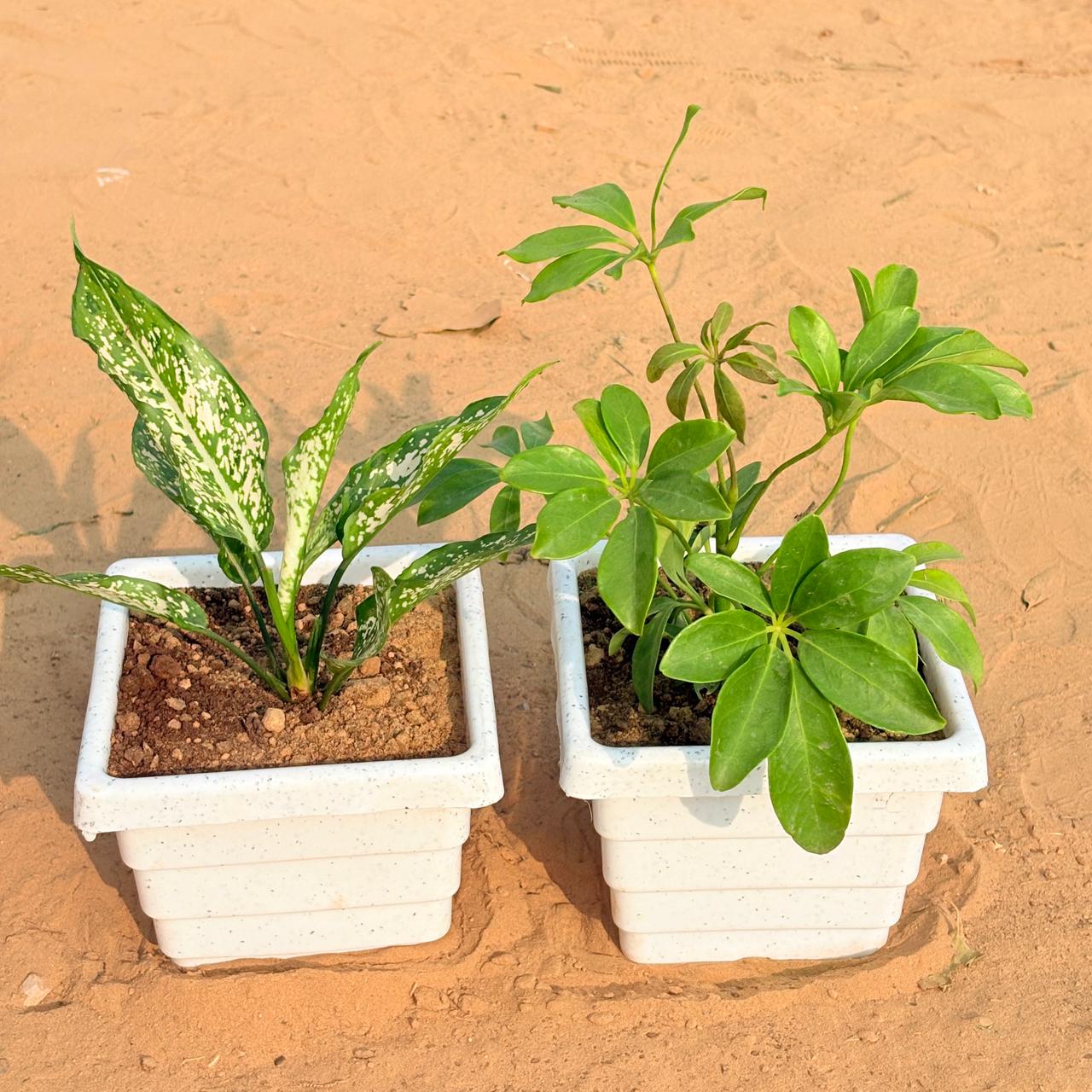 Set of 2 - Aglaonema Snow White & Schefflera Green in 6 Inch White Marble Premium Orchid Square Plastic Pot