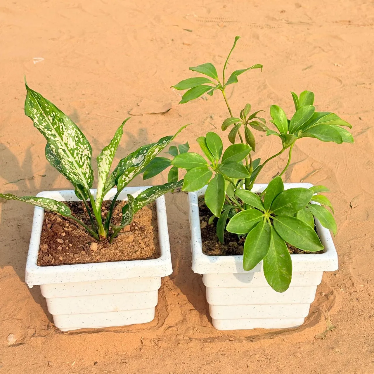 Set of 2 - Aglaonema Snow White & Schefflera Green in 6 Inch White Marble Premium Orchid Square Plastic Pot