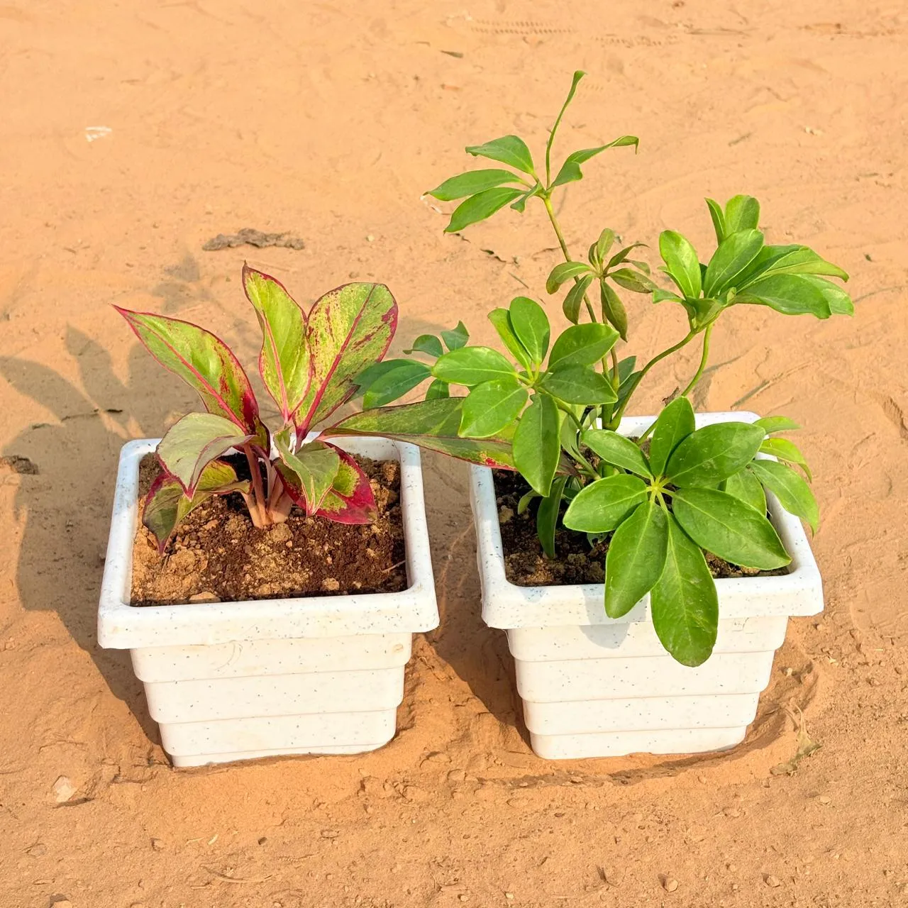 Set of 2 - Aglaonema Lipstick & Schefflera Green in 6 Inch White Marble Premium Orchid Square Plastic Pot