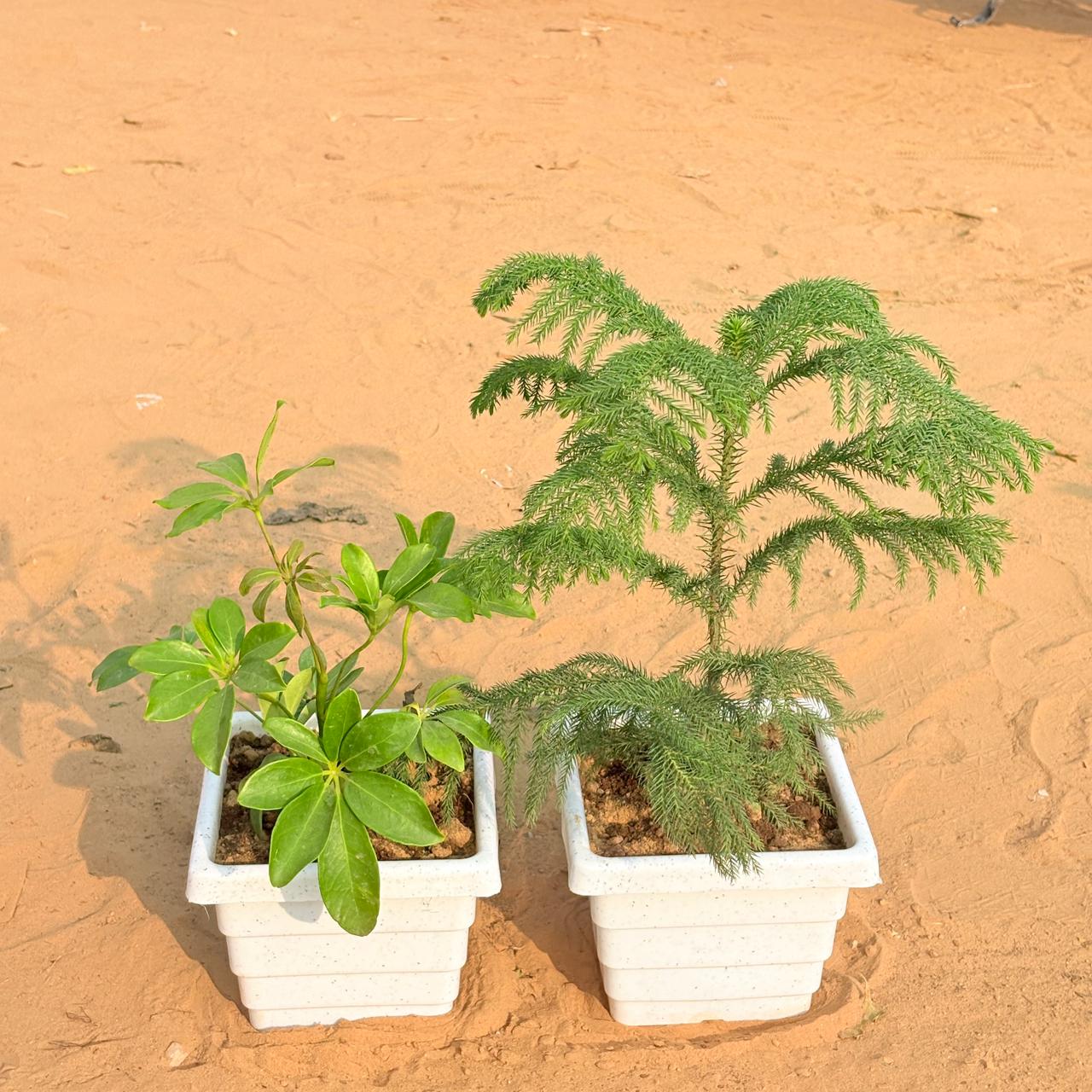 Set of 2 - Schefflera Green & Araucaria / Christmas Tree (~ 1 Ft) in 6 Inch White Marble Premium Orchid Square Plastic Pot