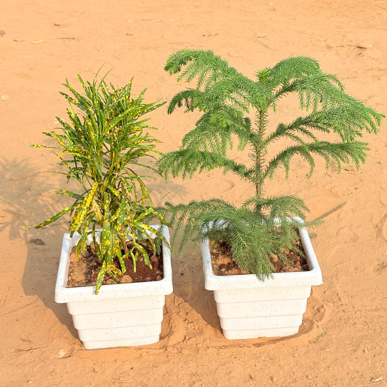 Set of 2 - Chironji Croton & Araucaria / Christmas Tree (~ 1 Ft) in 6 Inch White Marble Premium Orchid Square Plastic Pot