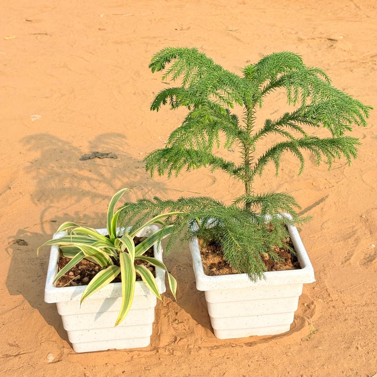 Set of 2 - Song of India & Araucaria / Christmas Tree (~ 1 Ft) in 6 Inch White Marble Premium Orchid Square Plastic Pot