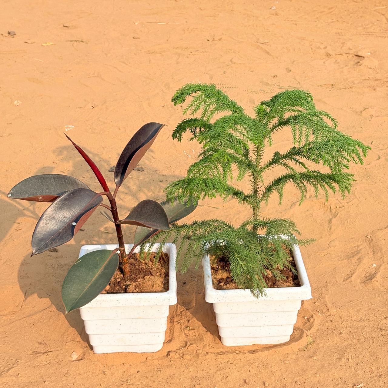 Set of 2 - Rubber Black & Araucaria / Christmas Tree (~ 1 Ft) in 6 Inch White Marble Premium Orchid Square Plastic Pot