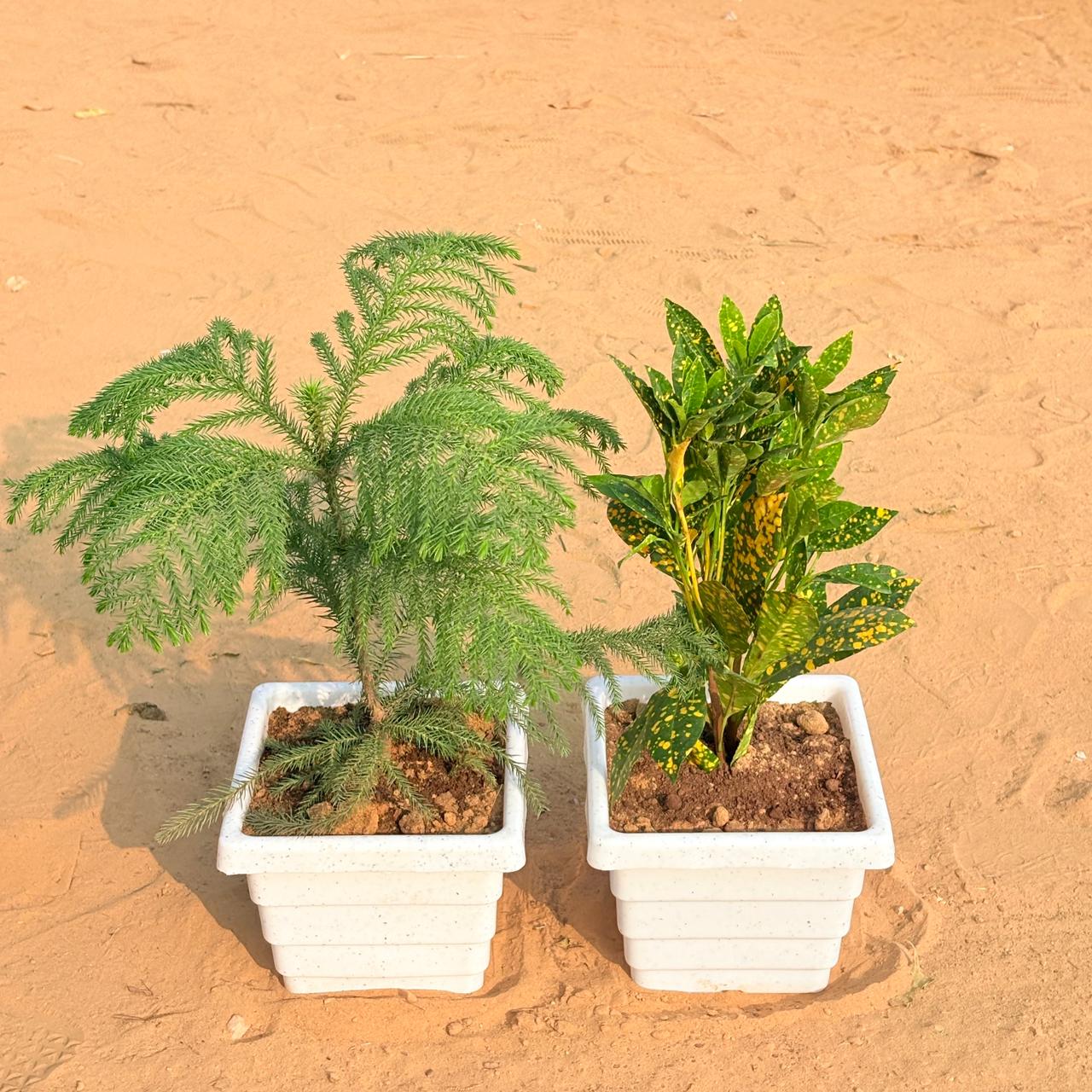 Set of 2 - Baby Croton & Araucaria / Christmas Tree (~ 1 Ft) in 6 Inch White Marble Premium Orchid Square Plastic Pot