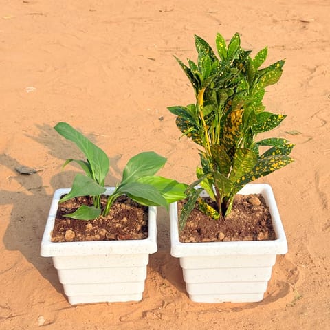 Set of 2 - Peace Lily & Baby Croton in 6 Inch Live Plant White Marble Premium Orchid Square Plastic Pot