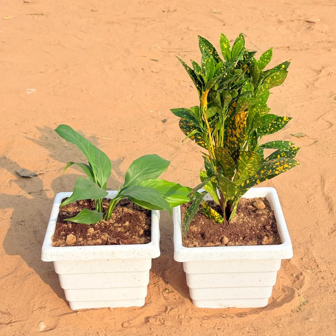 Set of 2 - Peace Lily & Baby Croton in 6 Inch White Marble Premium Orchid Square Plastic Pot