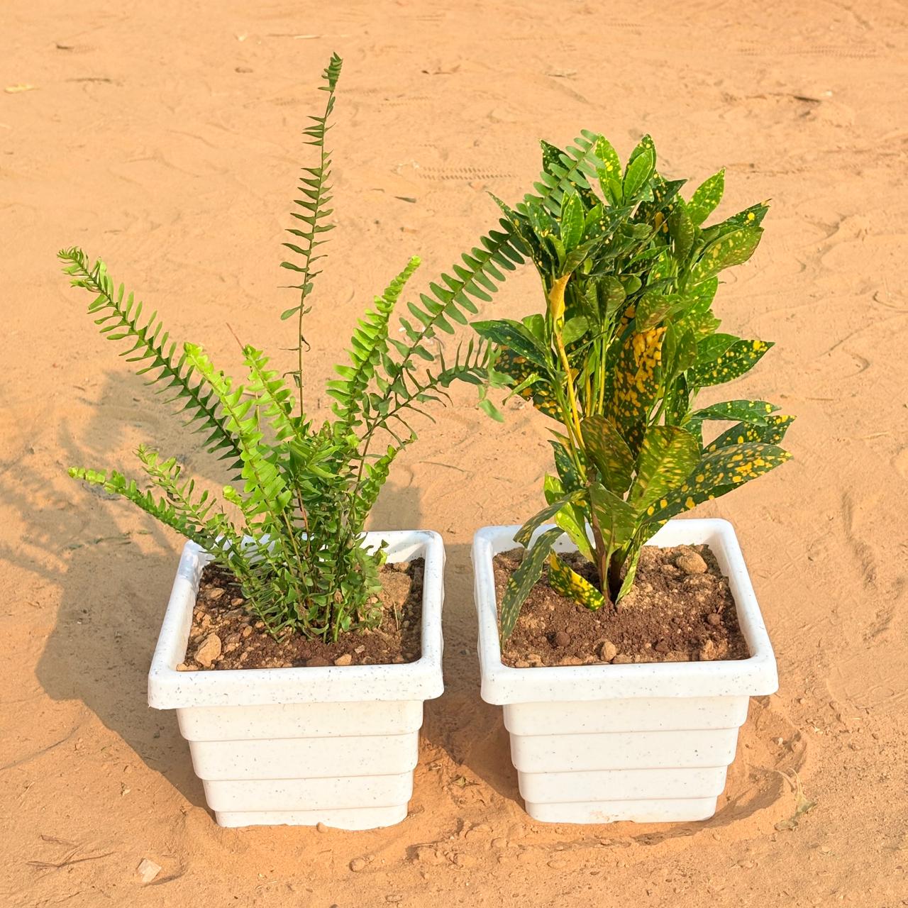 Set of 2 - Fern Green & Baby Croton in 6 Inch White Marble Premium Orchid Square Plastic Pot