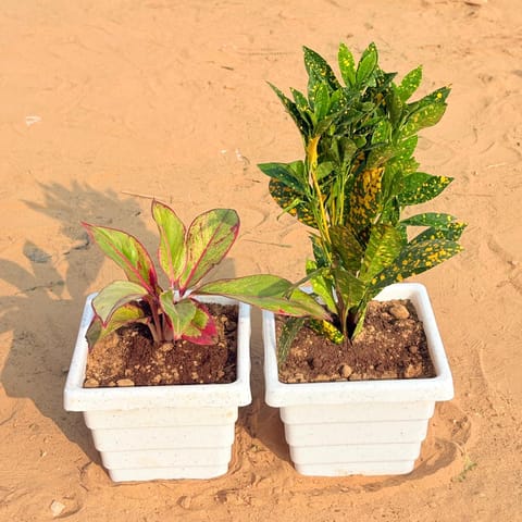 Set of 2 - Aglaonema Lipstick & Baby Croton in 6 Inch Live Plant White Marble Premium Orchid Square Plastic Pot