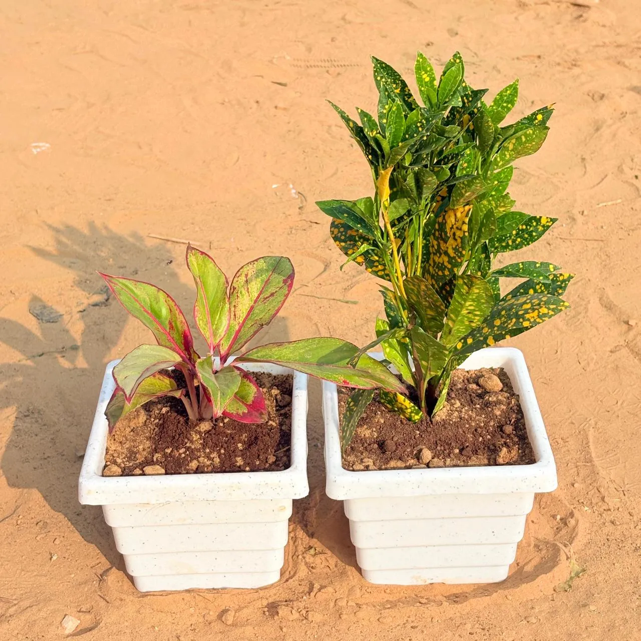 Set of 2 - Aglaonema Lipstick & Baby Croton in 6 Inch White Marble Premium Orchid Square Plastic Pot