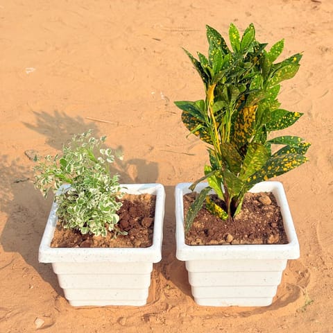 Set of 2 - Aralia White Variegated & Baby Croton in 6 Inch Live Plant White Marble Premium Orchid Square Plastic Pot