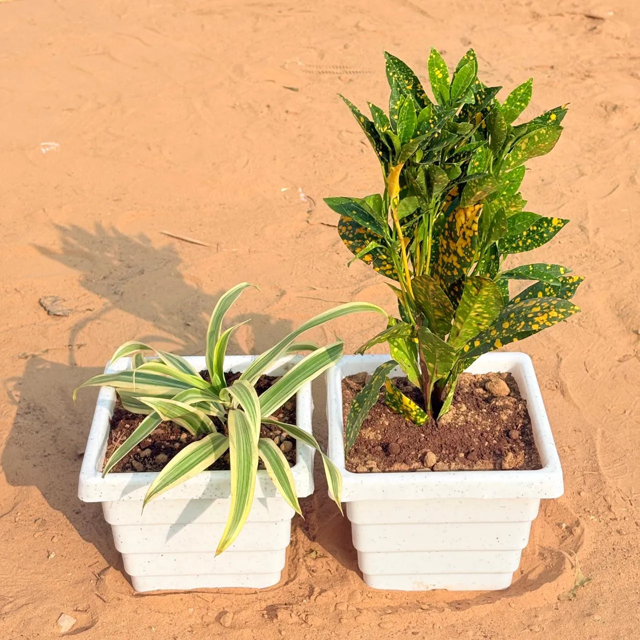 Set of 2 - Song of India & Baby Croton in 6 Inch White Marble Premium Orchid Square Plastic Pot