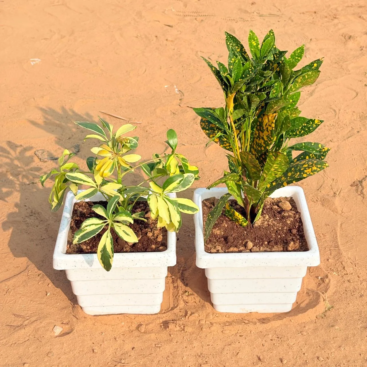 Set of 2 - Schefflera Variegated & Baby Croton in 6 Inch White Marble Premium Orchid Square Plastic Pot
