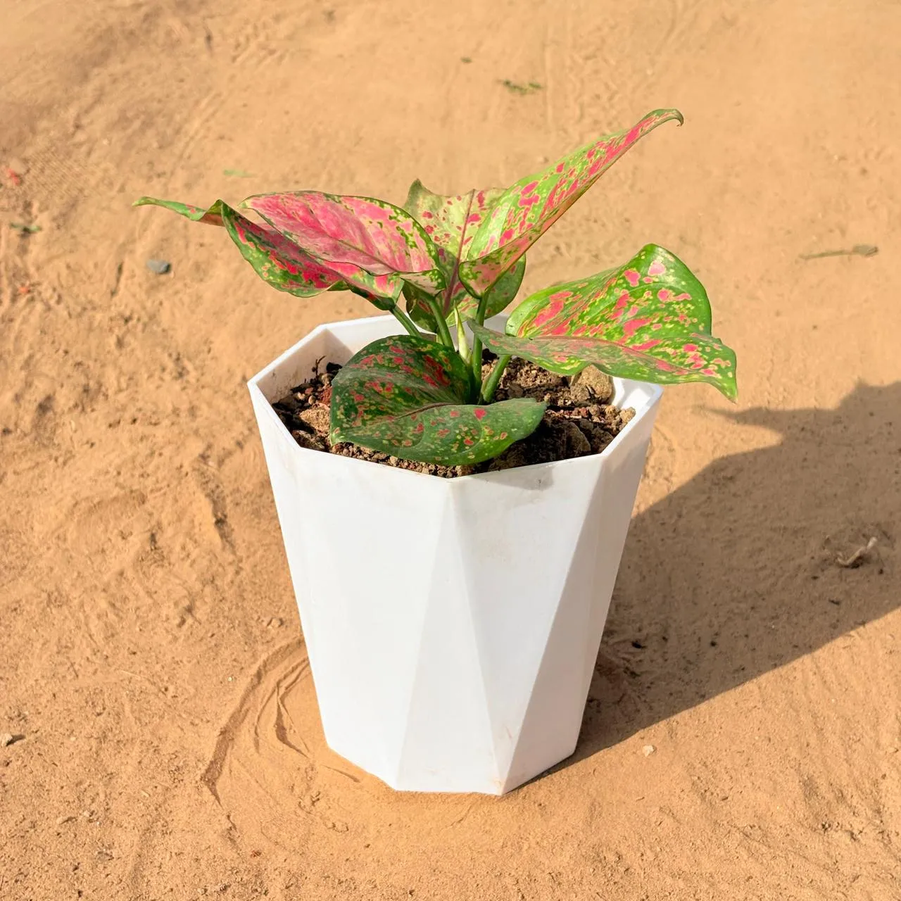 Aglaonema Pink Dalmatian in 6 Inch Marble White Diamanti Plastic Pot