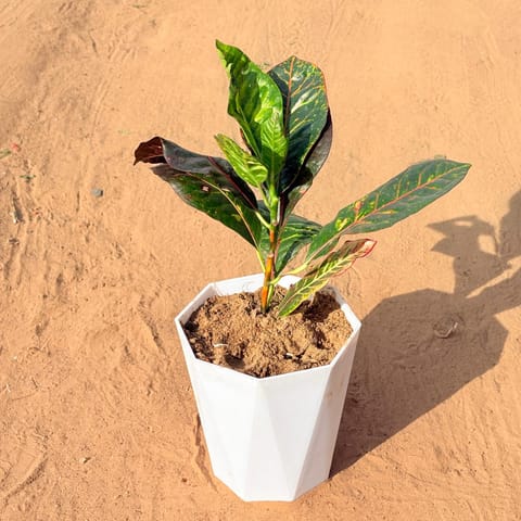 Croton Petra Red in 6 Inch Live Plant Marble White Diamanti Plastic Pot