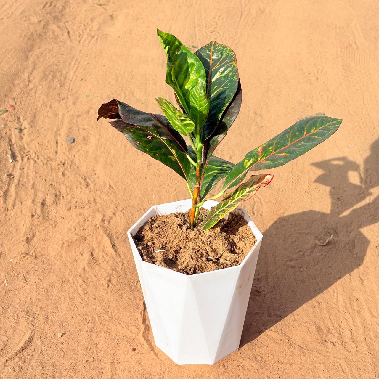 Croton Petra Red in 6 Inch Marble White Diamanti Plastic Pot