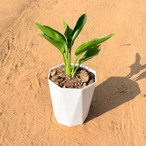 Bird of Paradise in 6 Inch Marble White Diamanti Plastic Pot