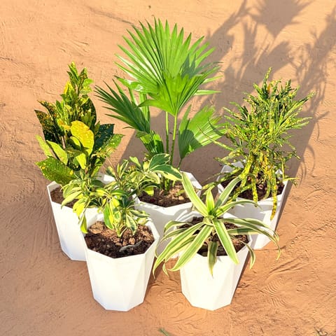 Set of 5 - Baby Croton, China / Fan Palm, Chironji Croton, Schefflera Variegated & Song of India in 6 Inch Live Plant Marble White Diamanti Plastic Pot