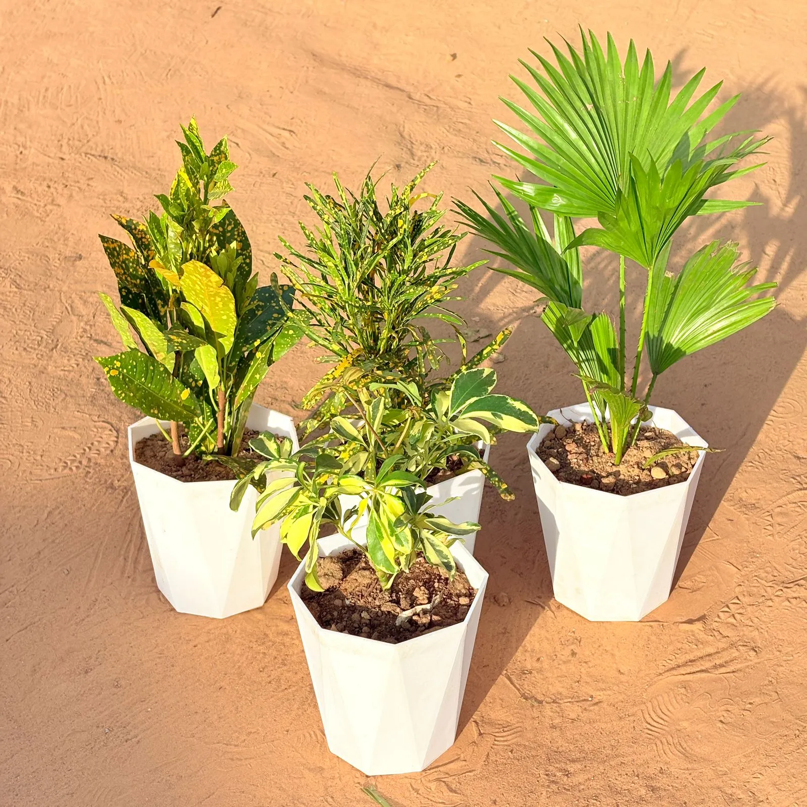 Set of 4 - Baby Croton, China / Fan Palm, Chironji Croton & Schefflera Variegated in 6 Inch Marble White Diamanti Plastic Pot