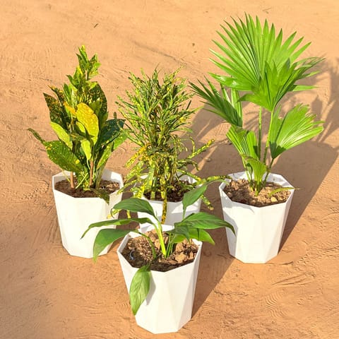 Set of 4 - Baby Croton, China / Fan Palm, Chironji Croton & Peace Lily in 6 Inch Live Plant Marble White Diamanti Plastic Pot