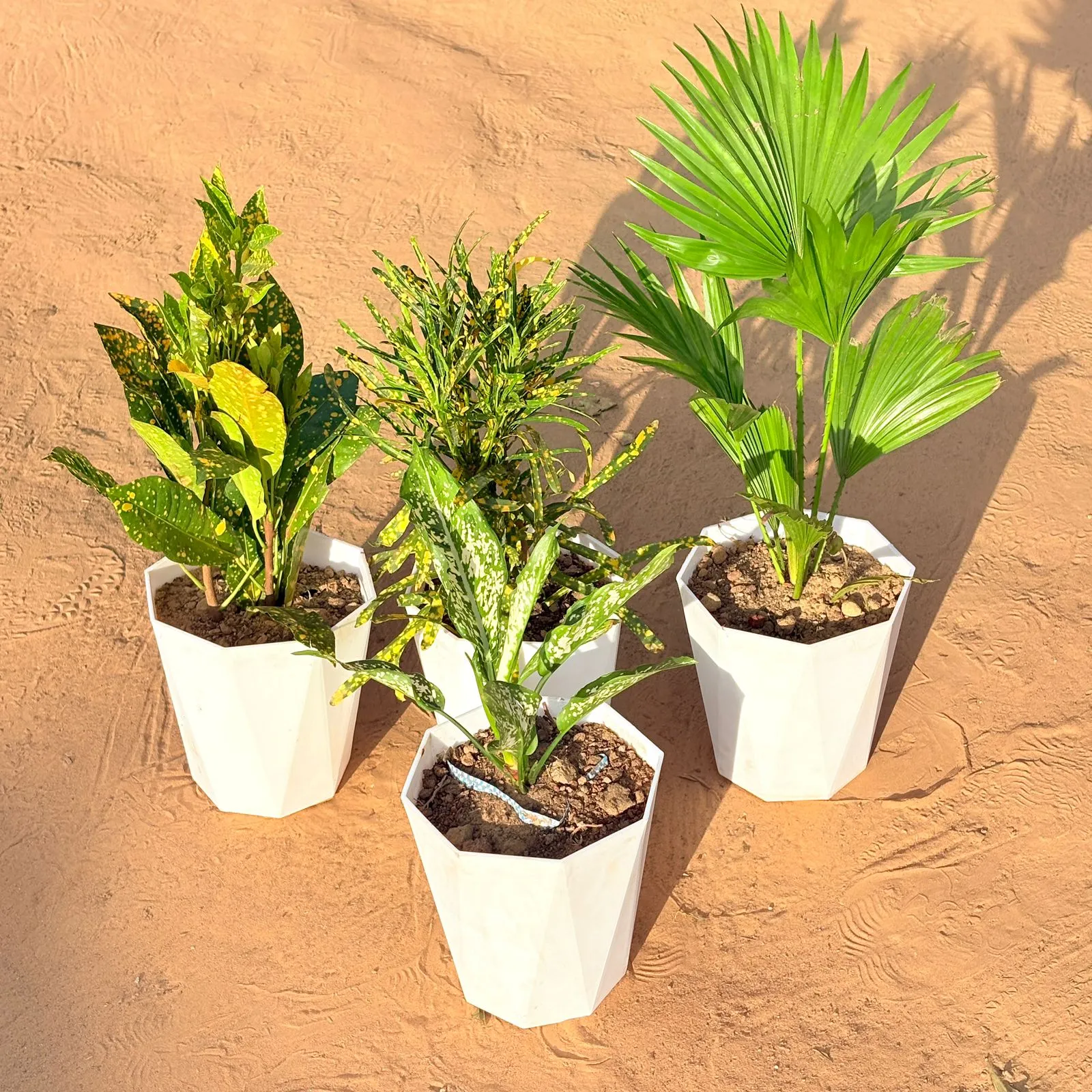 Set of 4 - Baby Croton, China / Fan Palm, Chironji Croton & Aglaonema Snow White in 6 Inch Marble White Diamanti Plastic Pot