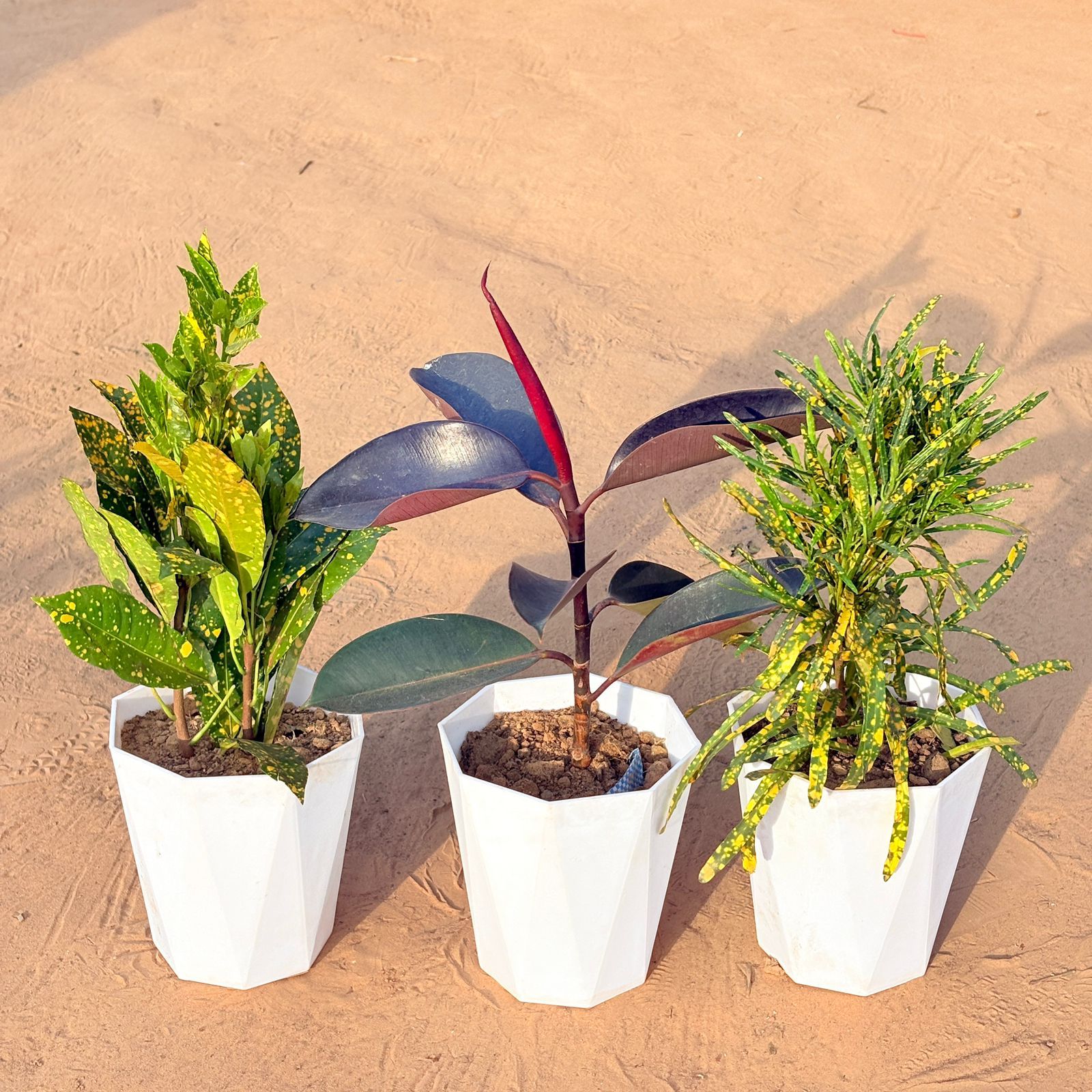 Set of 3 - Baby Croton, Rubber Black & Chironji Croton in 6 Inch Marble White Diamanti Plastic Pot