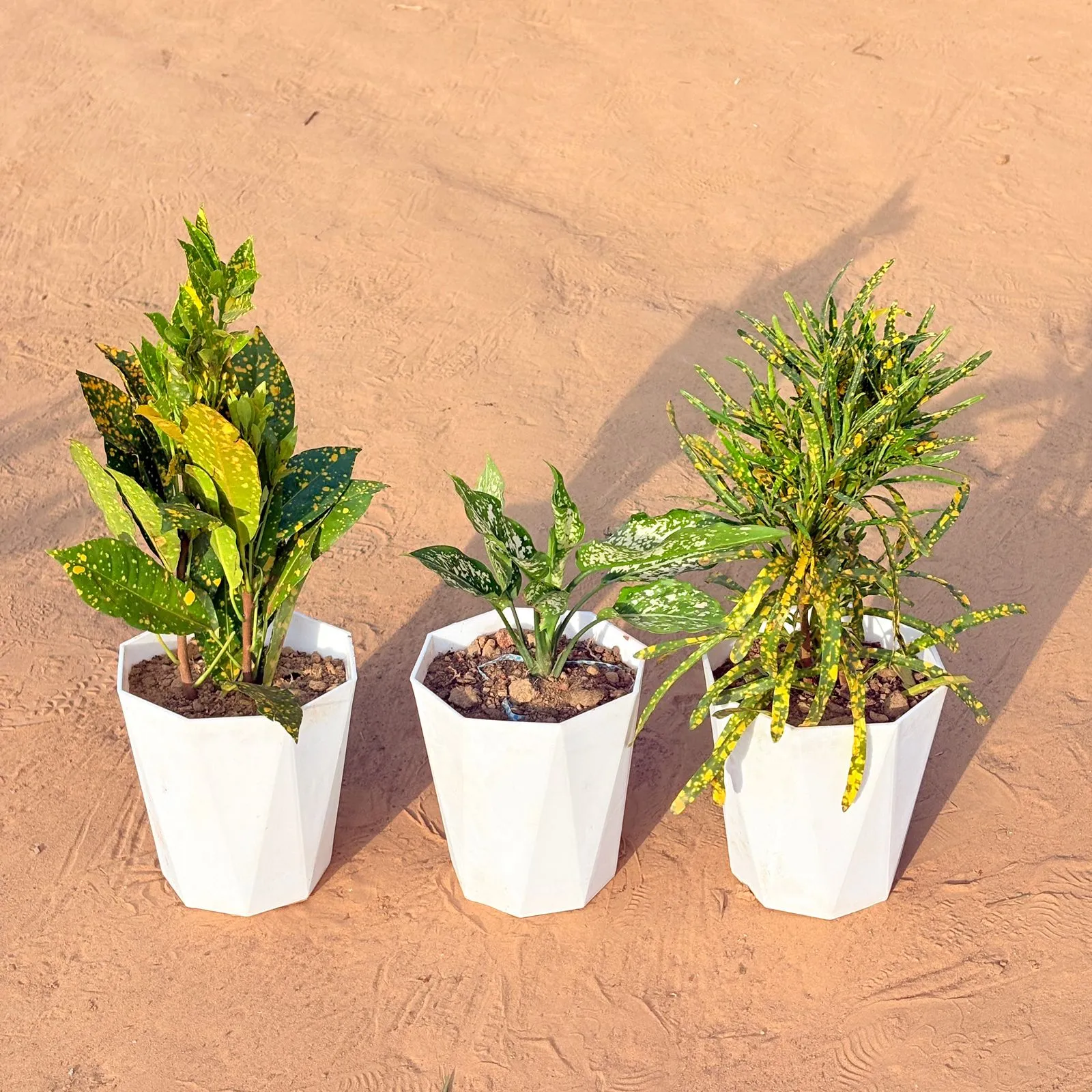 Set of 3 - Baby Croton, Aglaonema Snow White & Chironji Croton in 6 Inch Marble White Diamanti Plastic Pot