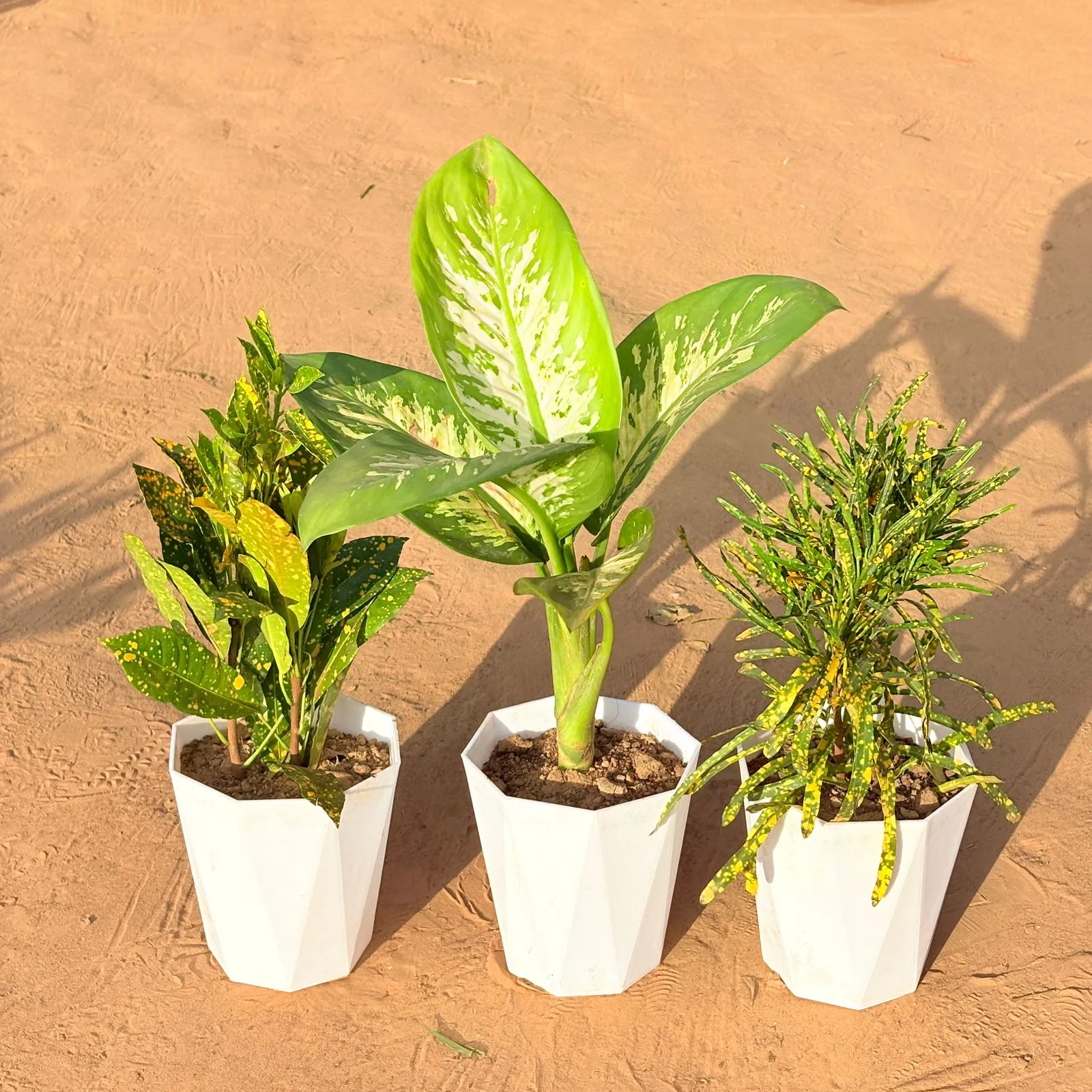 Set of 3 - Baby Croton, Dieffenbachia Seguine & Chironji Croton in 6 Inch Marble White Diamanti Plastic Pot
