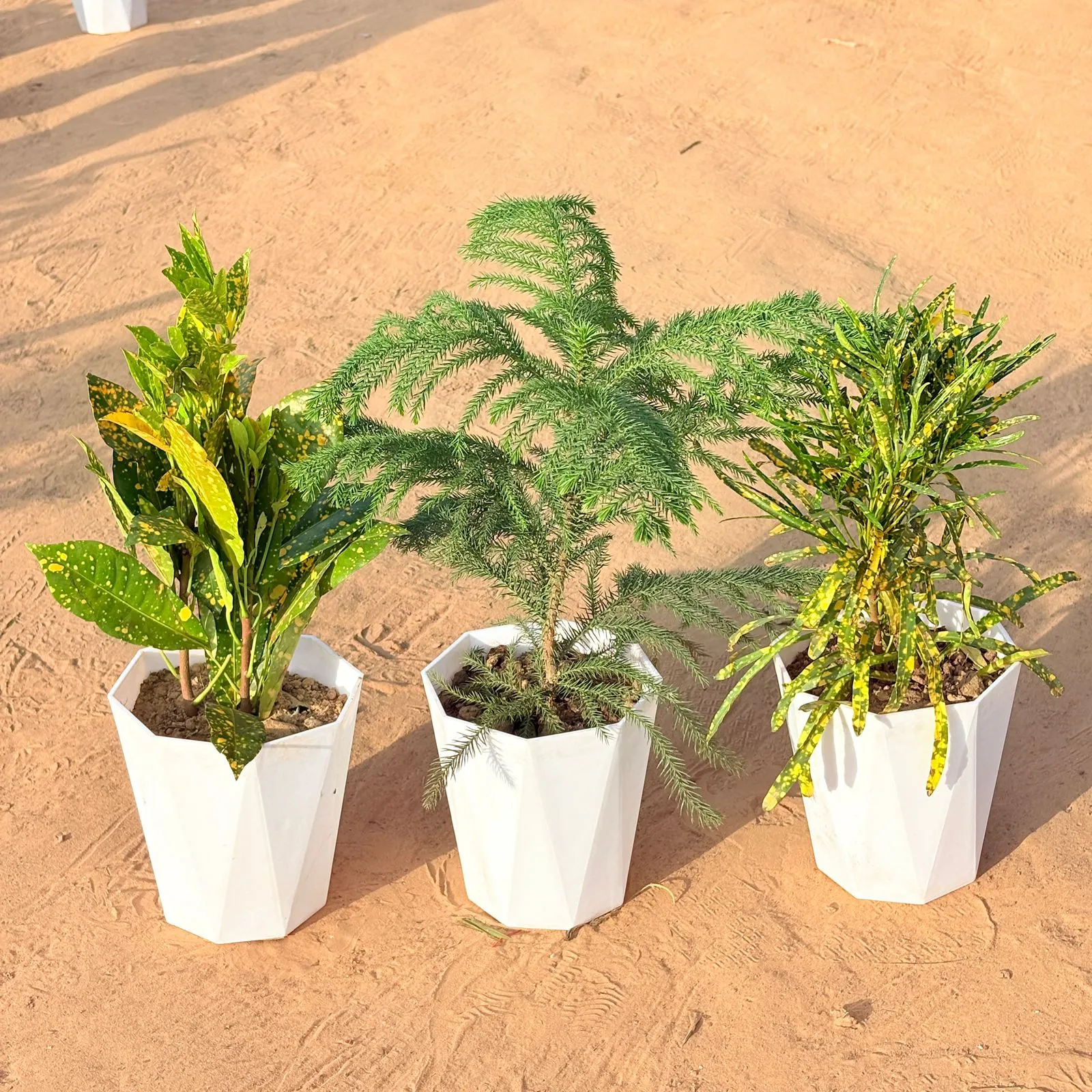 Set of 3 - Baby Croton, Araucaria / Christmas Tree (~ 1 Ft) & Chironji Croton in 6 Inch Marble White Diamanti Plastic Pot