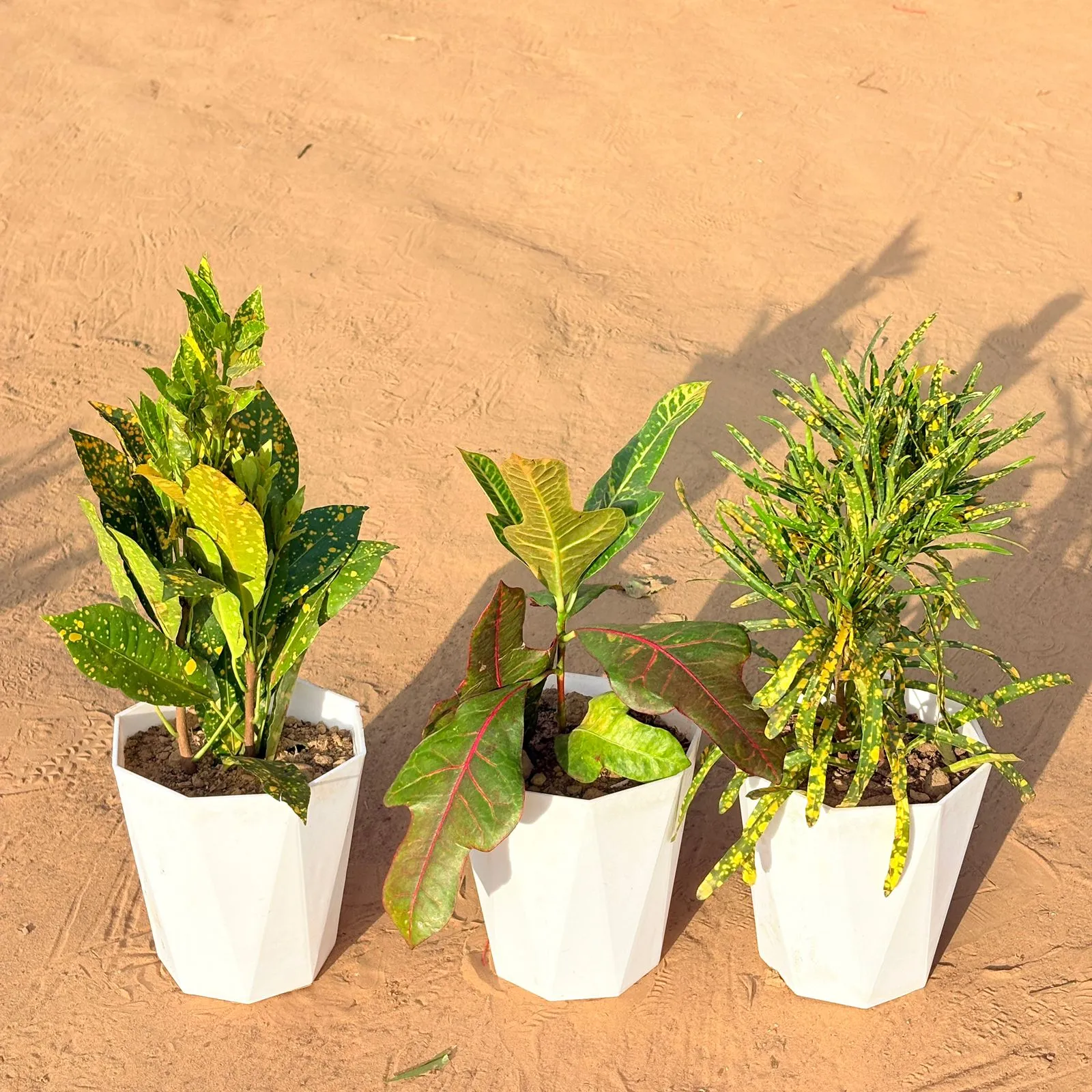 Set of 3 - Baby Croton, Croton Oakleaf & Chironji Croton in 6 Inch Marble White Diamanti Plastic Pot