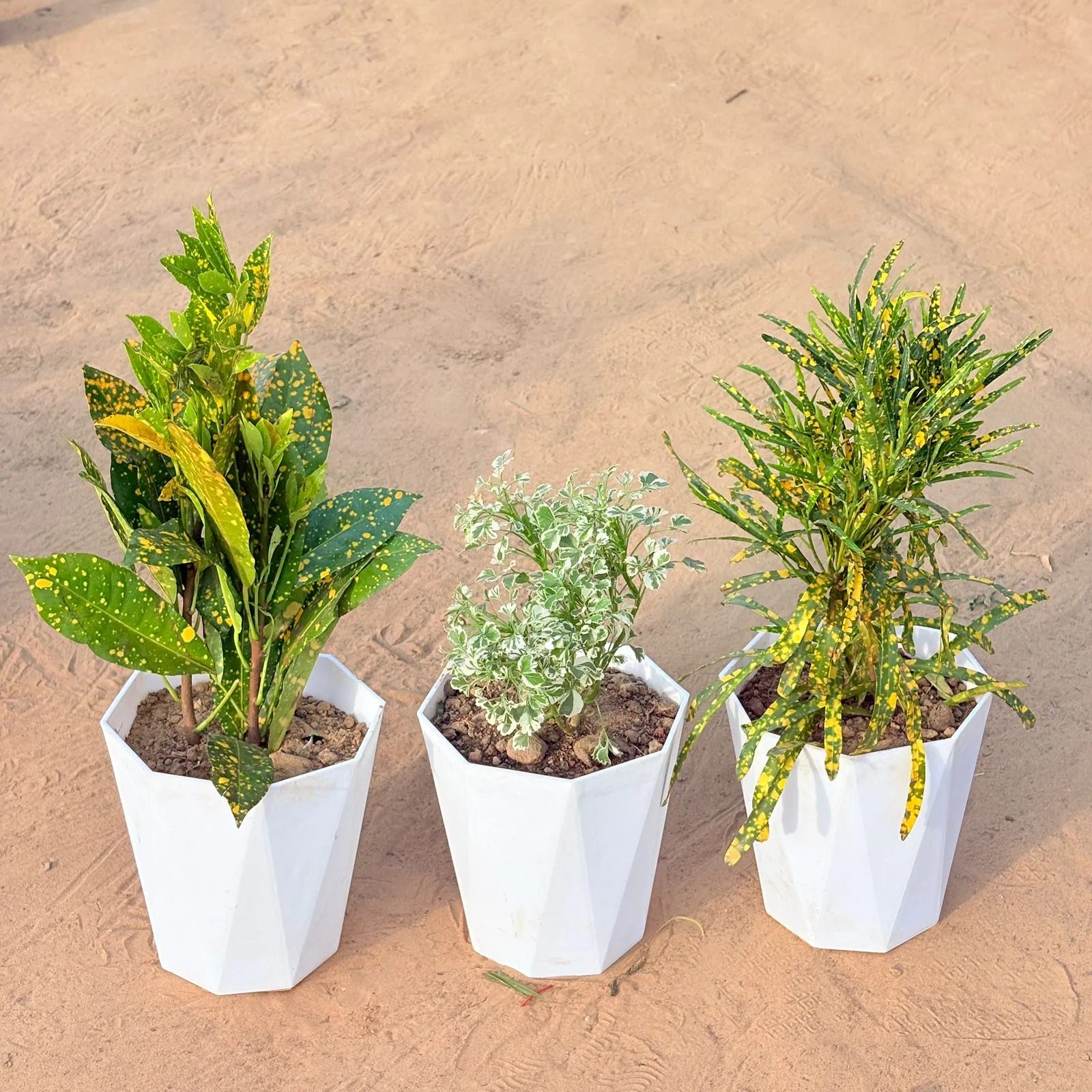 Set of 3 - Baby Croton, Aralia White Variegated & Chironji Croton in 6 Inch Marble White Diamanti Plastic Pot