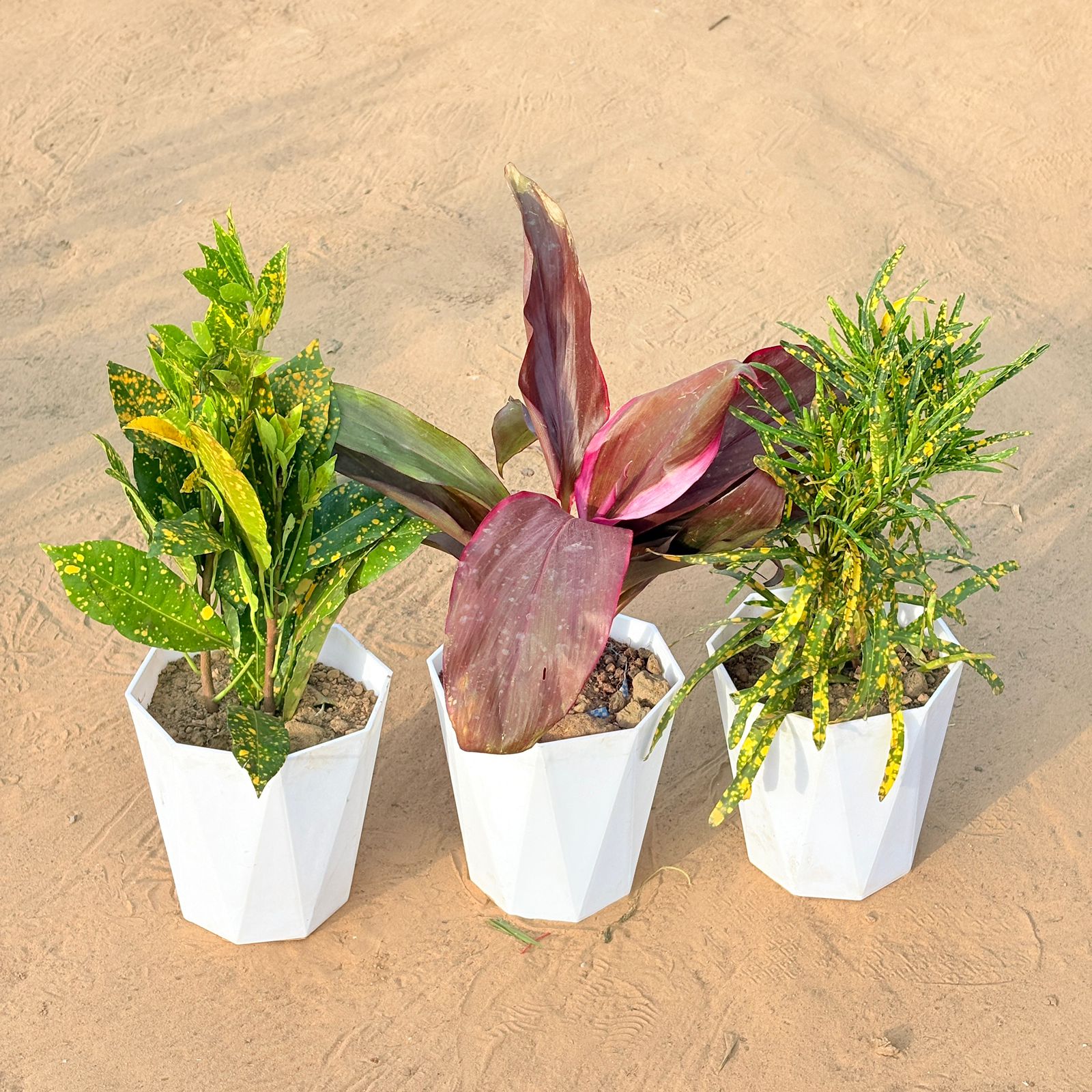 Set of 3 - Baby Croton, Dracaena Rosea & Chironji Croton in 6 Inch Marble White Diamanti Plastic Pot