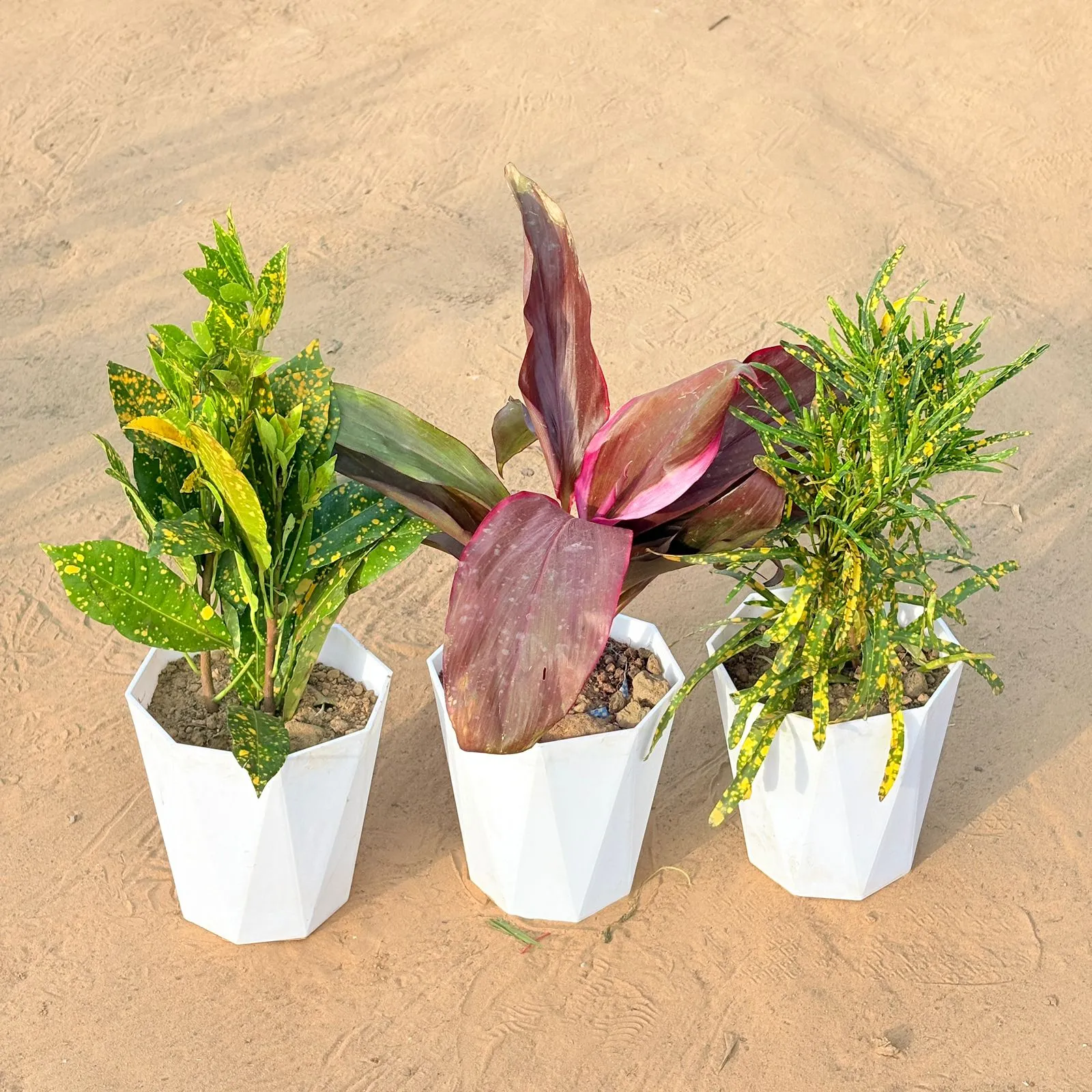 Set of 3 - Baby Croton, Dracaena Rosea & Chironji Croton in 6 Inch Marble White Diamanti Plastic Pot