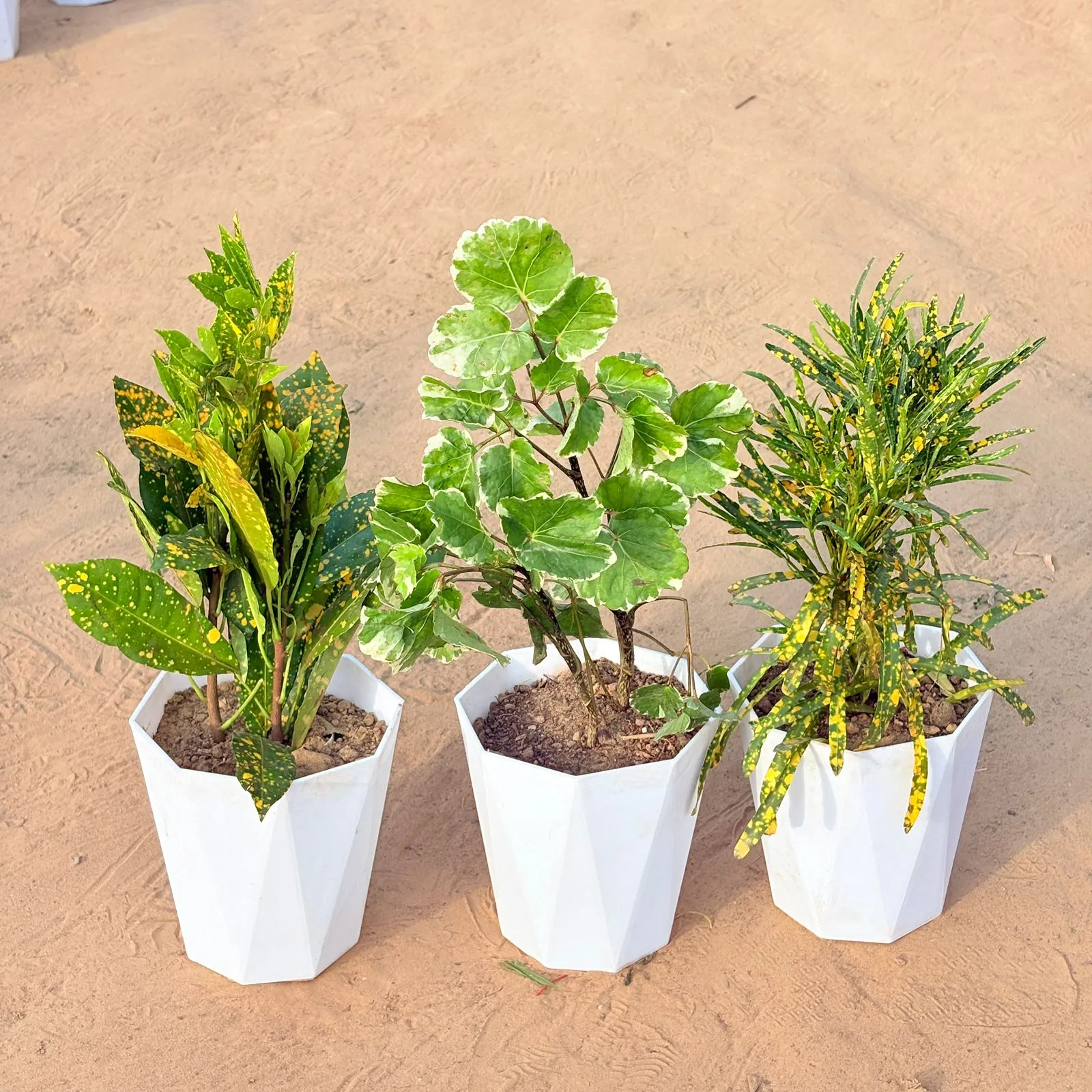 Set of 3 - Baby Croton, Aralia apple leaf & Chironji Croton in 6 Inch Marble White Diamanti Plastic Pot