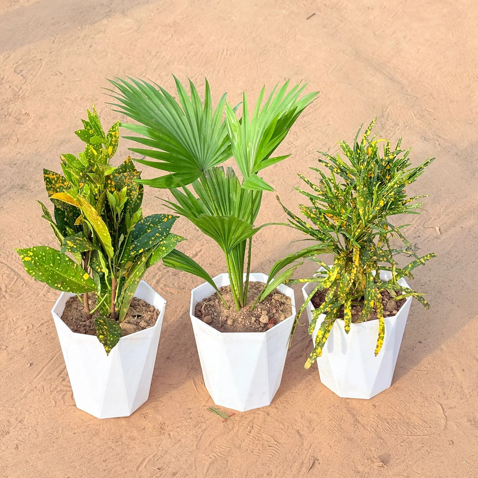 Set of 3 - Baby Croton, China / Fan Palm & Chironji Croton in 6 Inch Marble White Diamanti Plastic Pot