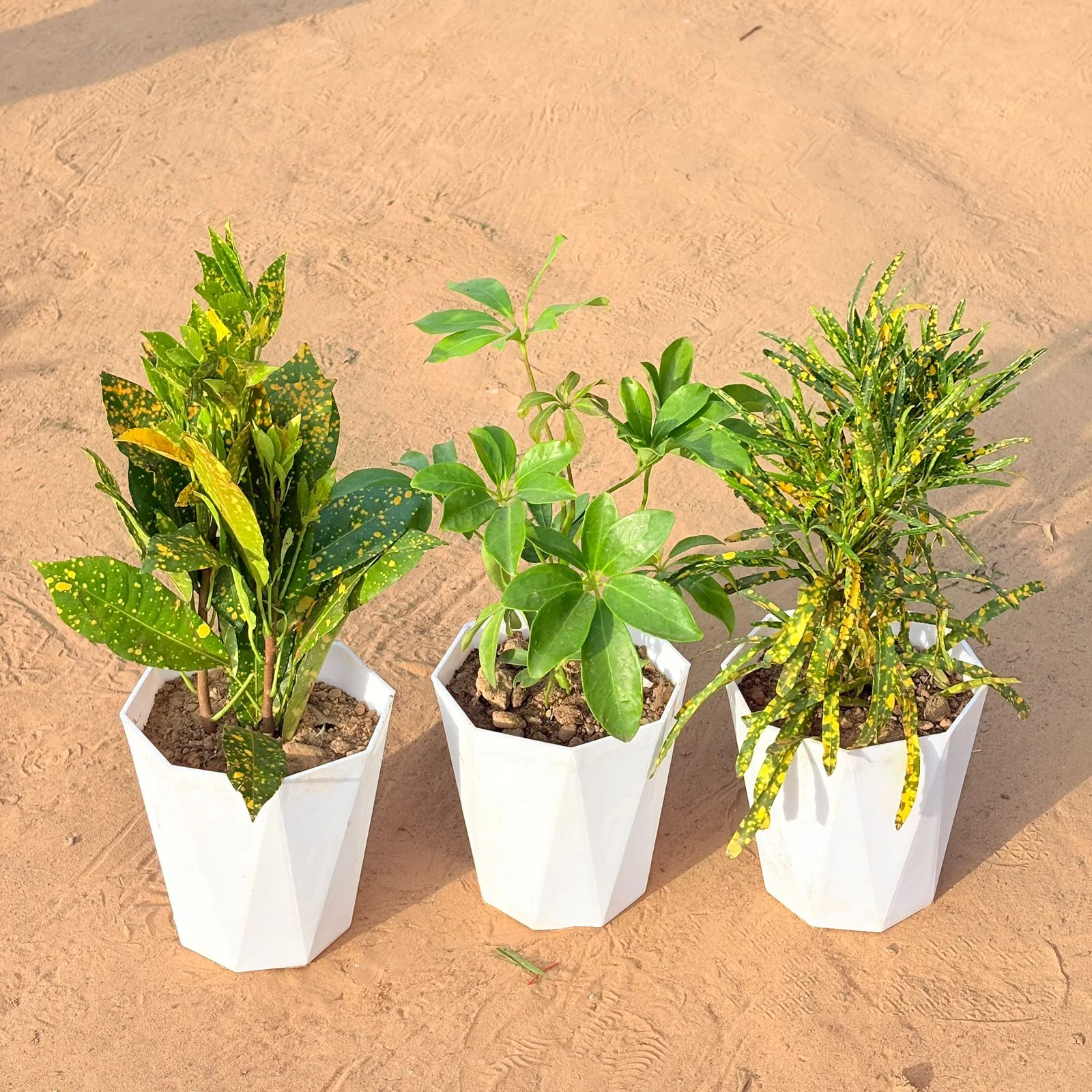 Set of 3 - Baby Croton, Schefflera Green & Chironji Croton in 6 Inch Marble White Diamanti Plastic Pot