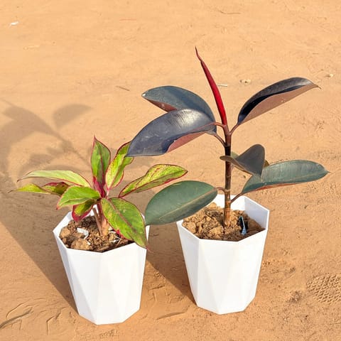 Set of 2 - Aglaonema Lipstick & Rubber Black in 6 Inch Live Plant Marble White Diamanti Plastic Pot
