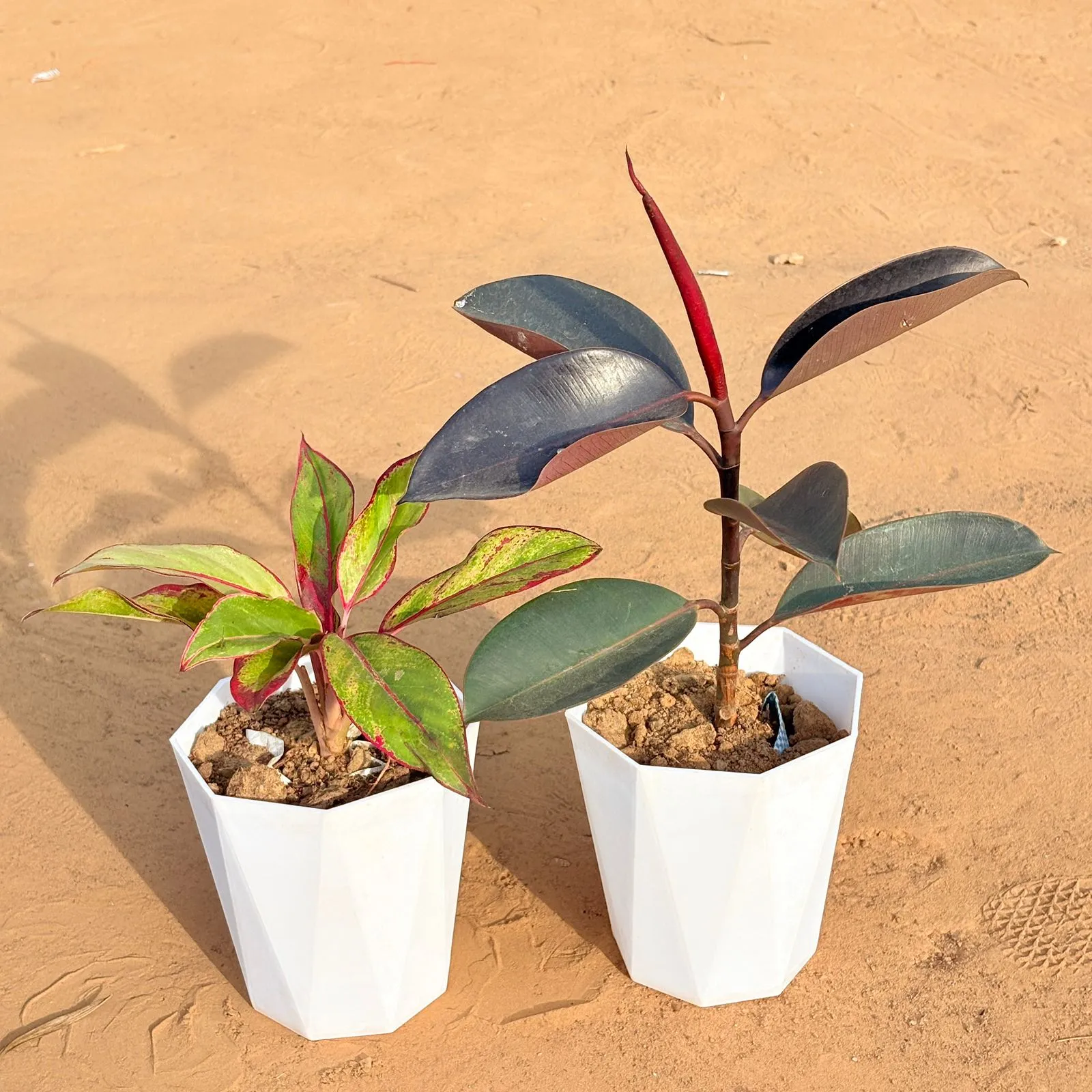 Set of 2 - Aglaonema Lipstick & Rubber Black in 6 Inch Marble White Diamanti Plastic Pot
