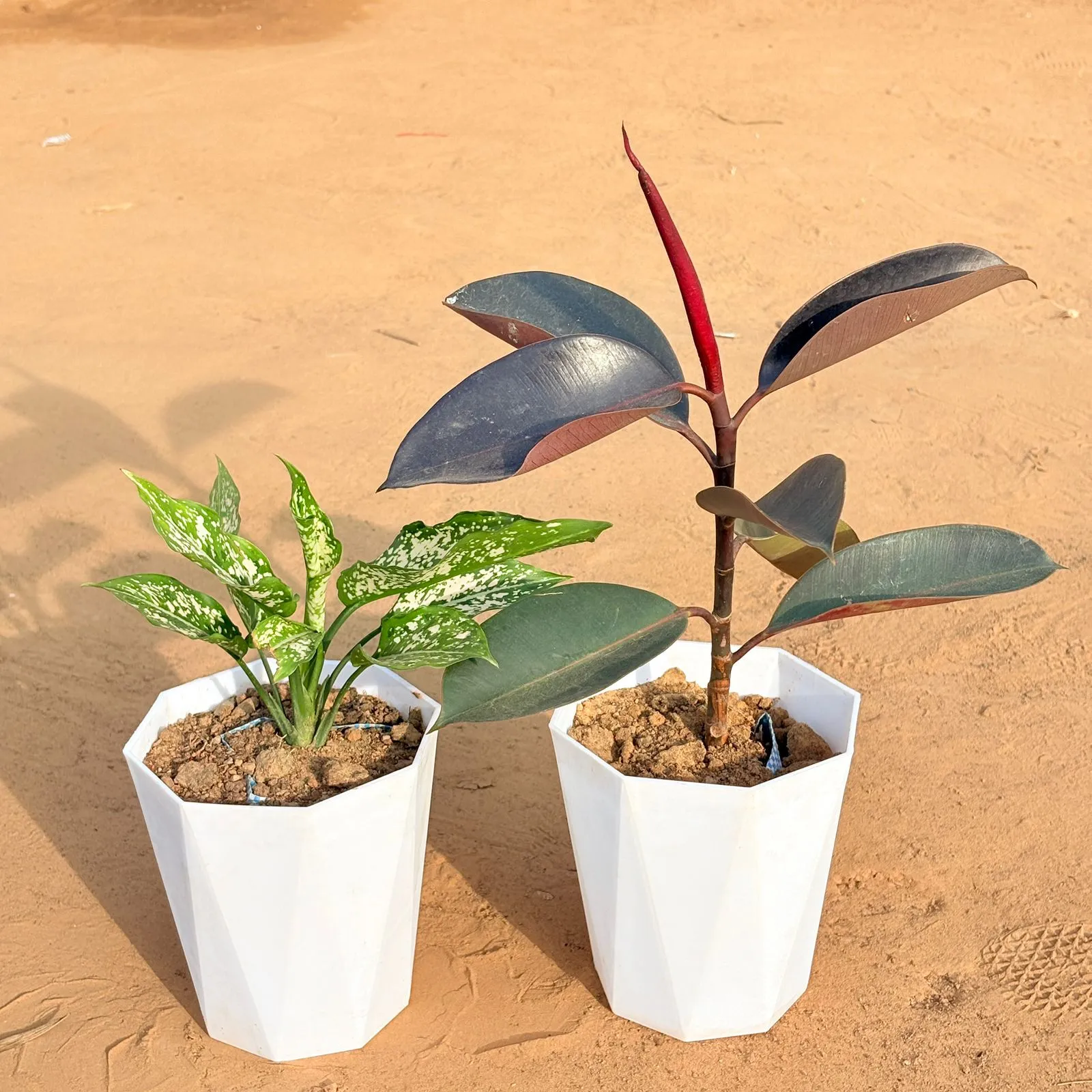 Set of 2 - Aglaonema Snow White & Rubber Black in 6 Inch Marble White Diamanti Plastic Pot