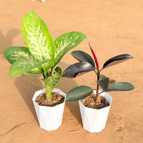 Set of 2 - Dieffenbachia Seguine & Rubber Black in 6 Inch Marble White Diamanti Plastic Pot