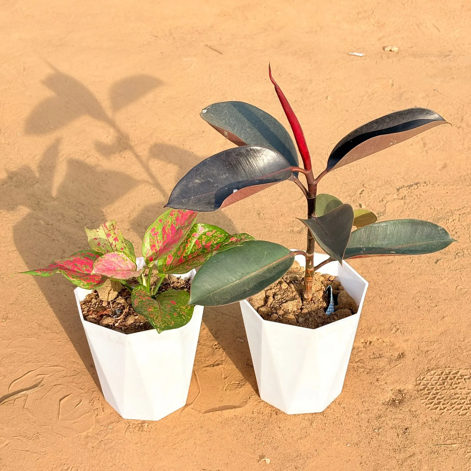 Set of 2 - Aglaonema Pink Dalmatian & Rubber Black in 6 Inch Marble White Diamanti Plastic Pot