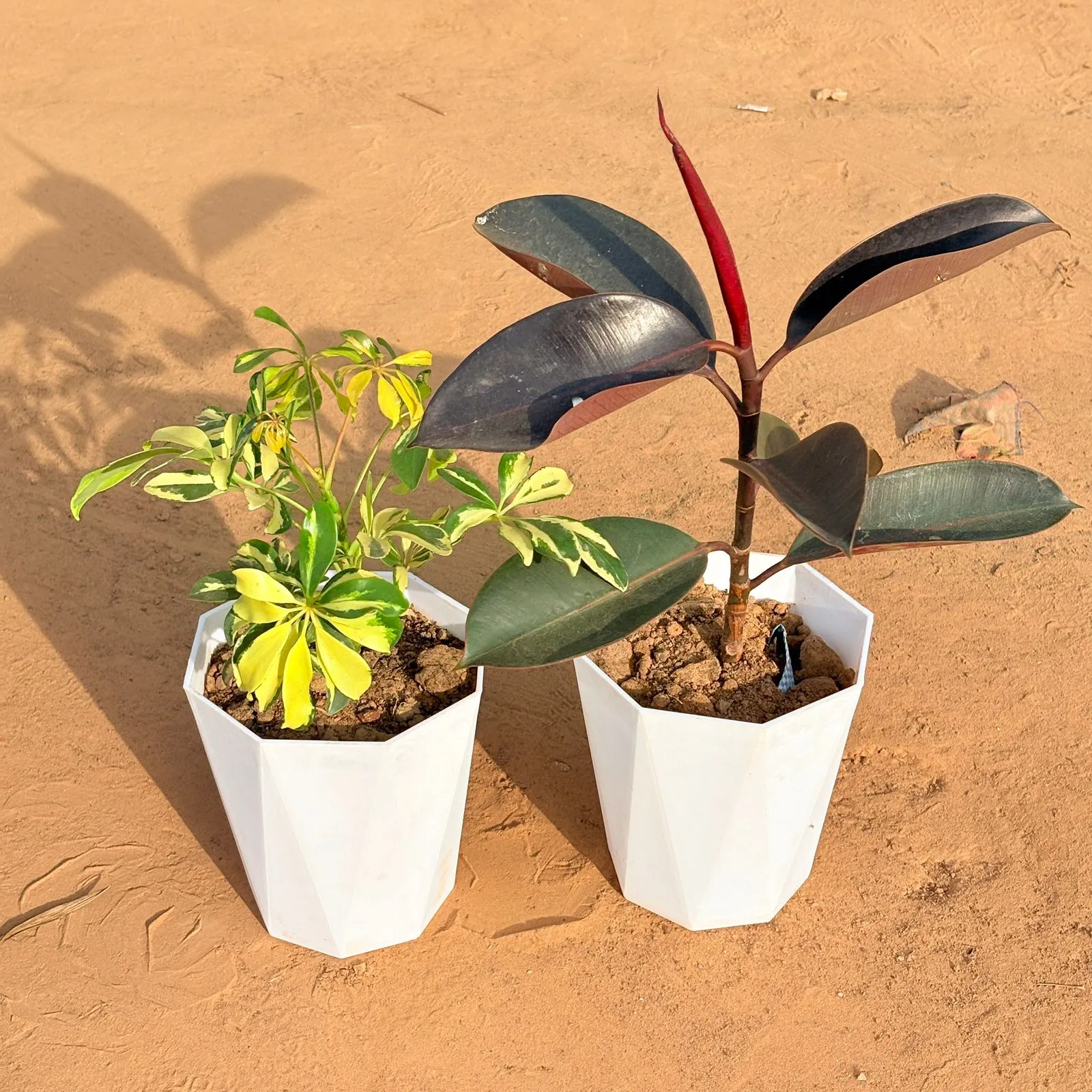 Set of 2 - Schefflera Variegated & Rubber Black in 6 Inch Marble White Diamanti Plastic Pot