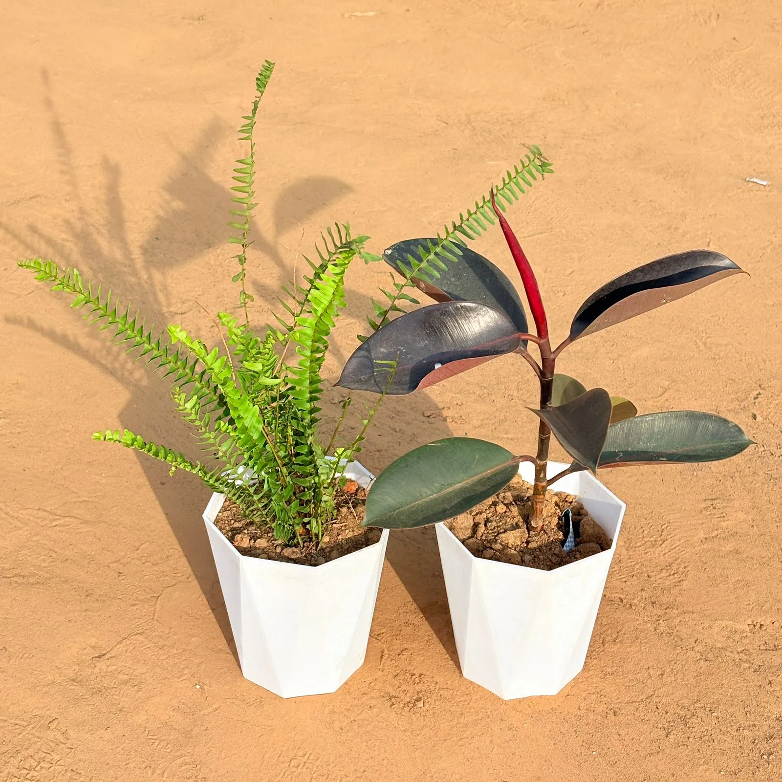 Set of 2 - Fern Green & Rubber Black in 6 Inch Marble White Diamanti Plastic Pot