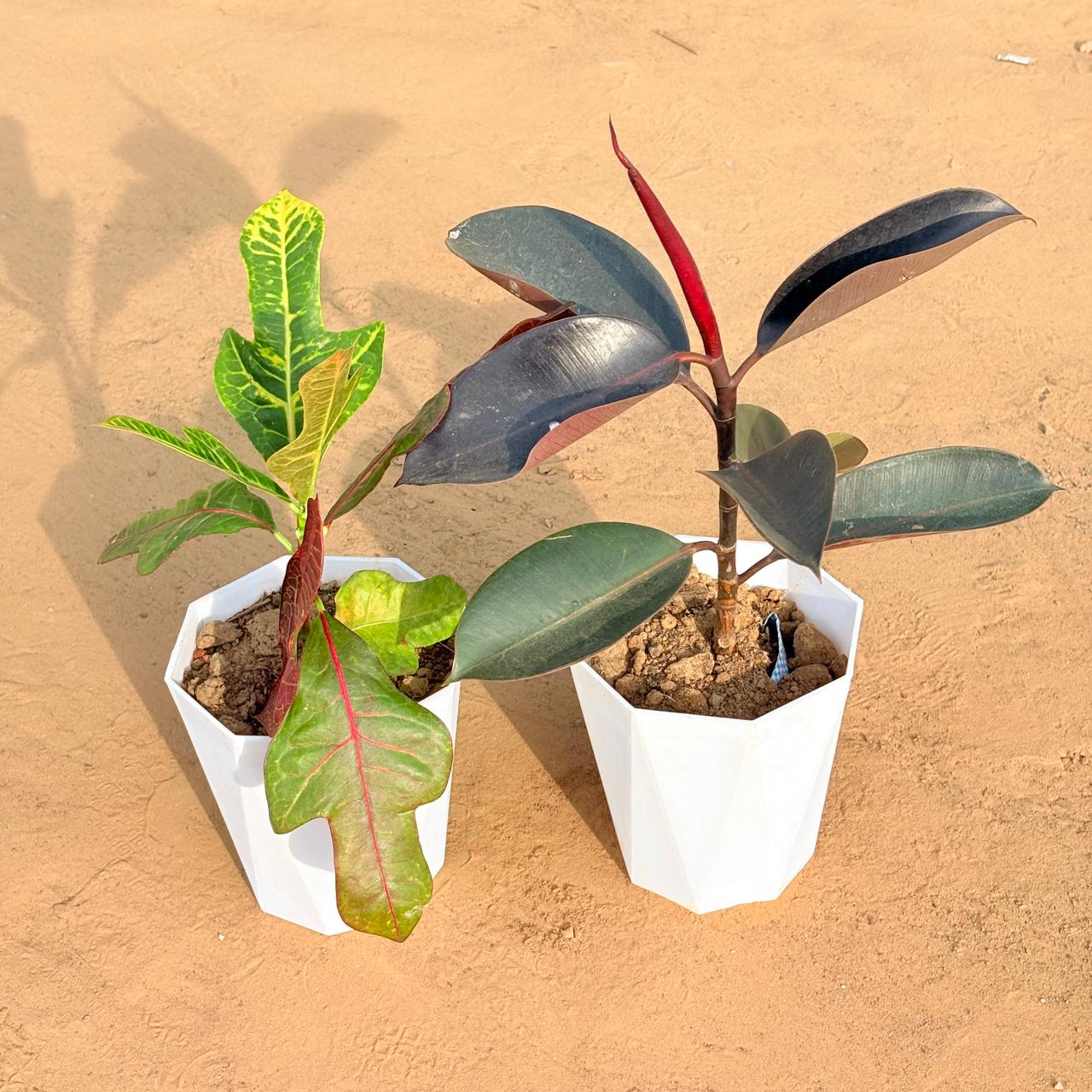 Set of 2 - Croton Oakleaf & Rubber Black in 6 Inch Marble White Diamanti Plastic Pot