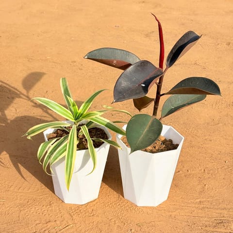 Set of 2 - Song of India & Rubber Black in 6 Inch Live Plant Marble White Diamanti Plastic Pot